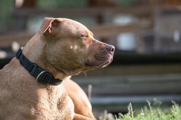 A beautiful purebred American Pit Bull Terrier plays outdoors.