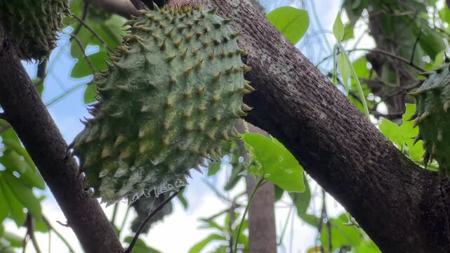 a few soursop fruits on the tree