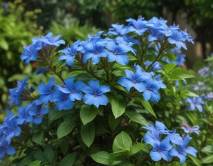 Delicate blue plumbago flowers blooming in a garden amidst lush greenery and vibrant wildflowers , wildflower garden, nature garden , blue flowers