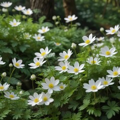 Fototapeta premium Delicate white petals of oakwood anemone against lush green foliage, garden, wildflowers
