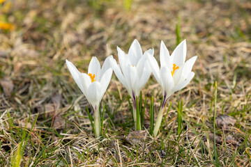 Three white crocuses in the grass