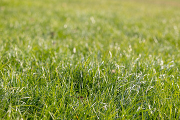 Natural background of green grass