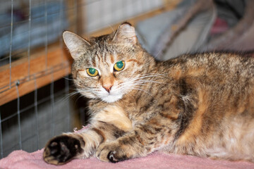 A cat with striking green eyes is reclining on a soft pink blanket