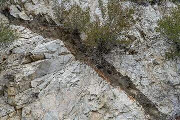 Cercocarpus betuloides,rose family. Los Angeles County, California. San Gabriel Mountains. GRANITIC ROCKS / igneous rocks. complexly intrusive as pods and dikes, some as aplite and pegmatite dikes