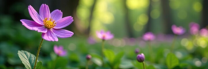 Obraz premium Delicate purple flowers of Doronicum orientale Leopard s Bane bloom in a forest spring, flora, nature, woodland flowers