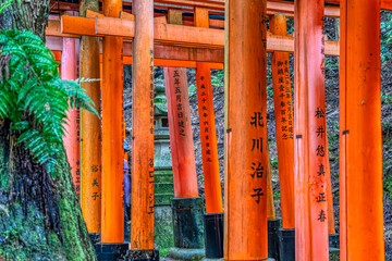 The torii gate covered walking path at Fushimi Inari Taisha temple in Kyoto, Japan. ( Japanese...