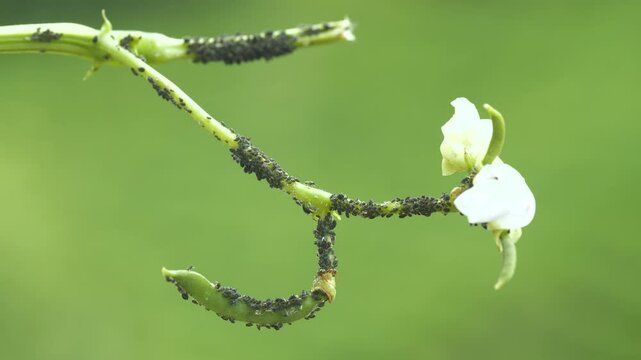Close-up footage of aphid colony on green background.