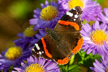 Admiral auf Herbstastern