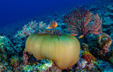 Underwater coral reef in the sea