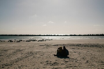 People sit on the sandy shores of Dune, Helgoland, observing seals basking under afternoon light