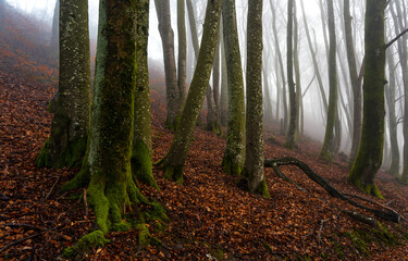 forest in fog