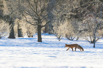 Red fox in Canadian winter hunting