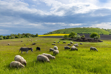 Obraz premium Typical landscape near Ranna, Ceske Stredohori, Northern Bohemia, Czech Republic