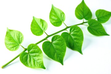 Fototapeta premium Exotic liana plant with lush green heart-shaped leaves on a white background isolated, vine, green leaf