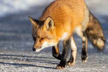 Red fox in Canadian winter hunting