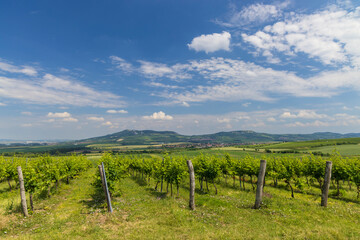 Vineyards under Palava,  Southern Moravia, Czech Republic