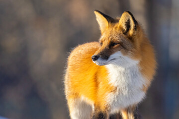 Red fox in Canadian winter hunting