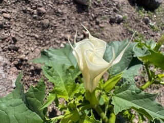 Datura stramonium. Hallucinogen plant also called Jimsonweed. Datura innoxia, Angel Trumpet,...