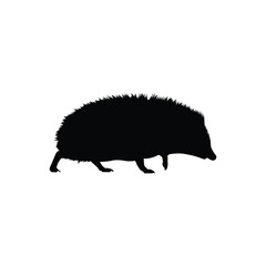 illustration of a hedgehog