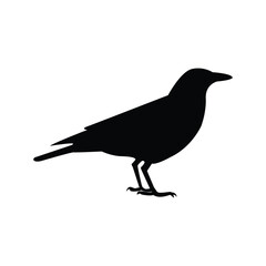Fototapeta premium silhouette of a crow
