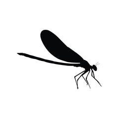 dragonfly isolated on white