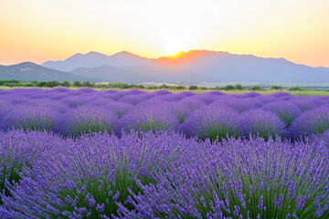 Fototapeta premium Sunset over vast lavender fields with mountain background
