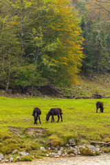 Typical landscape near river Soca, Triglavski national park, Slovenia
