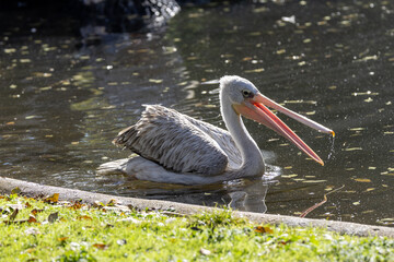Dalmatian Pelican (Pelecanus crispus) - Common in wetlands and lakes, spotted in Madrid, Spain.