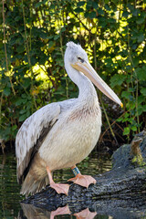 Dalmatian Pelican (Pelecanus crispus) - Common in wetlands and lakes, spotted in Madrid, Spain.