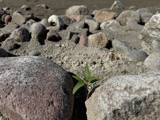 A fresh Xanthium strumarium plant grows among a rock. Rough cocklebur, Noogoora burr, clotbur, common cocklebur, large cocklebur, woolgarie bur, a common weed infesting agricultural fields. Close-up.

