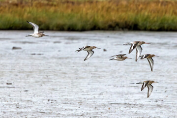 Black-tailed Godwit (Limosa limosa) - Commonly found in wetlands and estuaries, Bull Island, Dublin.