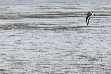 Black-tailed Godwit (Limosa limosa) - Commonly found in wetlands and estuaries, Bull Island, Dublin.