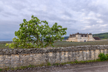 Fototapeta premium Typical vineyards near Clos de Vougeot, Cote de Nuits, Burgundy, France