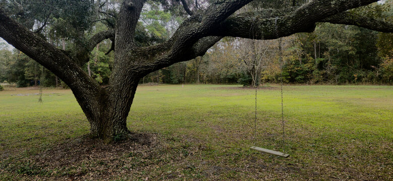 An old oak tree with a swing