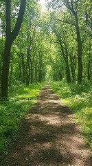 Obraz premium A serene forest path lined with lush green trees and vibrant foliage.