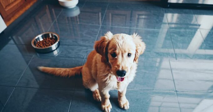 Adorable Golden Retriever Puppy Sitting in a Kitchen with a Food Bowl on Tiled Floor, Looking Playful and Happy