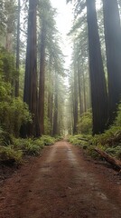 Obraz premium A serene forest path surrounded by towering trees and lush greenery.