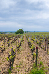 Spring vineyards near Julienas in Beaujolais, Burgundy, France