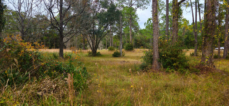 A beautiful grassy field with a few trees