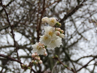 Zarte Kirschblüten im Winter