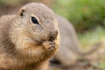 Ground squirrel colony (Syslovisko Biele vody), National park Muranska Planina, Slovakia