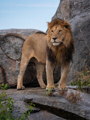 Magnificent lion (Panthera leo) in a rocky landscape.