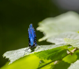 Common damselfly (Calopteryx virgo), National Park Slovak Paradise, Slovakia