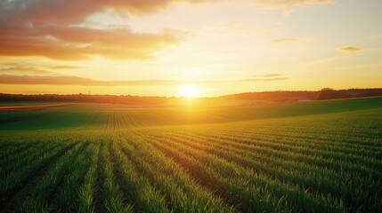Obraz premium Green Farmland at Sunrise with Rolling Hills and Cloudy Sky
