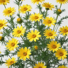 Fototapeta premium White background with multiple yellow Euryops pectinatus flowers, blooms, flowers