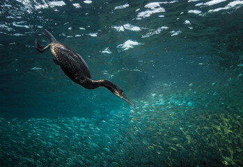 Eye level with a Cormorant (Phalacrocoracidae) hunting in huge shoal of Sardines (Sardina...