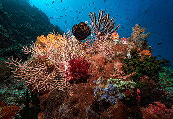 Multi-coloured coral bommie with hard and soft coral and multiple feather stars.