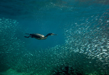 Eye level with a Cormorant (Phalacrocoracidae) hunting in huge shoal of Sardines (Sardina pilchardus).