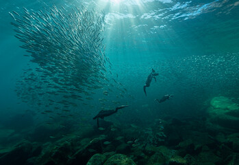 Eye level with a Cormorant (Phalacrocoracidae) hunting in huge shoal of Sardines (Sardina pilchardus).