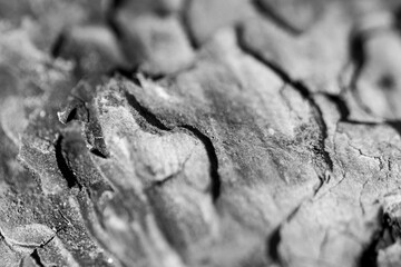 close up of wood